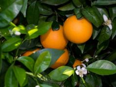 К чему снятся ярко-оранжевые апельсины?