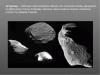 Астероиды Большие астероиды и их движение презентация