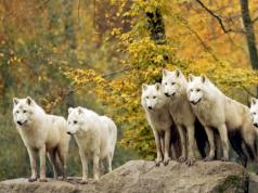 К чему снится белый волк Белый волк во сне что значит