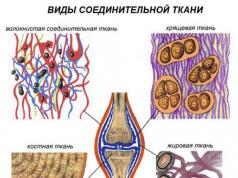 „Животински тъкани: епителни и съединителни