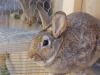 Rabbits: breeding rules