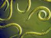 O que são nematóides no solo?